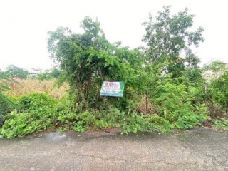 ที่ดินไทรน้อย บางบัวทอง