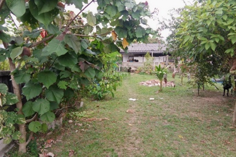 ที่ดินบางนาค นราธิวาส 