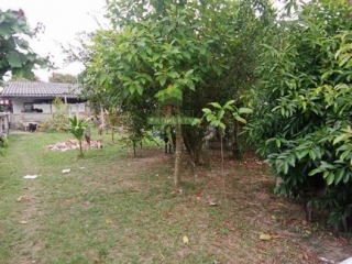 ที่ดินบางนาค นราธิวาส 