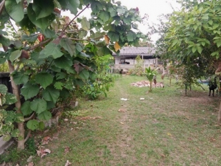 ที่ดินบางนาค นราธิวาส 