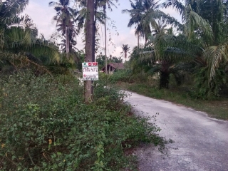 N0603002, ขายที่ดิน สวนปาล์ม บ้านคลองเก่า ปากพูน นครศรีธรรมราช เนื้อที่ 50 ไร่ ทำเลดี